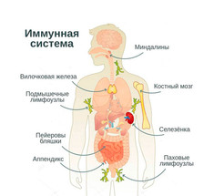 Лучшие народные средства для повышения иммунитета