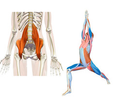 Спазм подвздошно-поясничной мышцы: упражнения на растяжку и расслабление