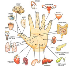 Лечение заболеваний желудочно-кишечного тракта по системе Су Джок