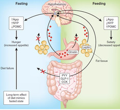 «Гормон голода» перестал вызывать аппетит