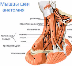 Упражнение «Зеркало»: быстрая и эффективная методика при болях в шее