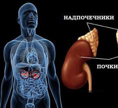 Марва Оганян: Для чего нам нужны надпочечники