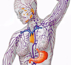 Очищение лимфы: рекомендации Аюрведы