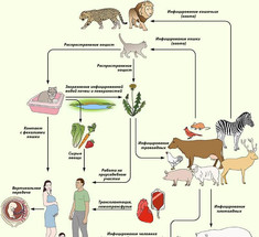 Какова связь психических нарушений с Toxoplasma gondii, или что живёт с любителями домашних кошек