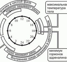 Рекомендации китайской медицины для утра, вечера, дня и ночи