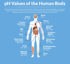 КИСЛОТНО-ЩЕЛОЧНОЙ БАЛАНС: О ЧЕМ сигнализируют измененные показатели РН