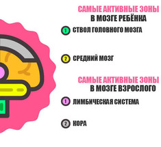 ЧЕМ ОТЛИЧАЕТСЯ МОЗГ РЕБЕНКА ОТ ВЗРОСЛОГО
