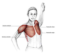 Упражнения на растяжение грудных мышц