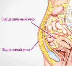 ВИСЦЕРАЛЬНЫЙ ЖИР: Как избавиться от внутреннего жира