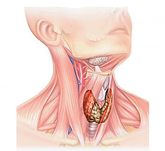 Как КИШЕЧНИК влияет на здоровье ЩИТОВИДНОЙ ЖЕЛЕЗЫ  