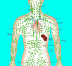 Лимфатическая система: Почему необходимо заставлять лимфу двигаться 