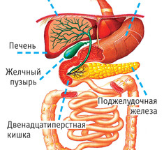 Печень и желчный пузырь: Не бывает так, чтобы печень была здорова, а желчный пузырь болел