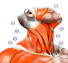 1 простое упражнение, которое снимет зажимы с шеи, плеч и спины