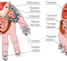 Су-джок-терапия: метод реанимации