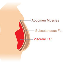 Узнайте, что такое висцеральный жир и чем он опасен