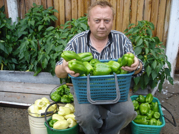 Советы  специалиста по выращиванию чудо-урожая на дачном участке