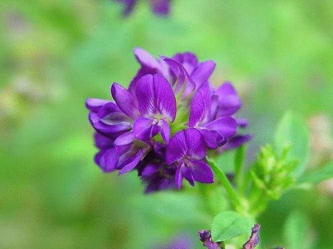 Снижение холестерина народными способами