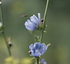 Полезные свойства цикория