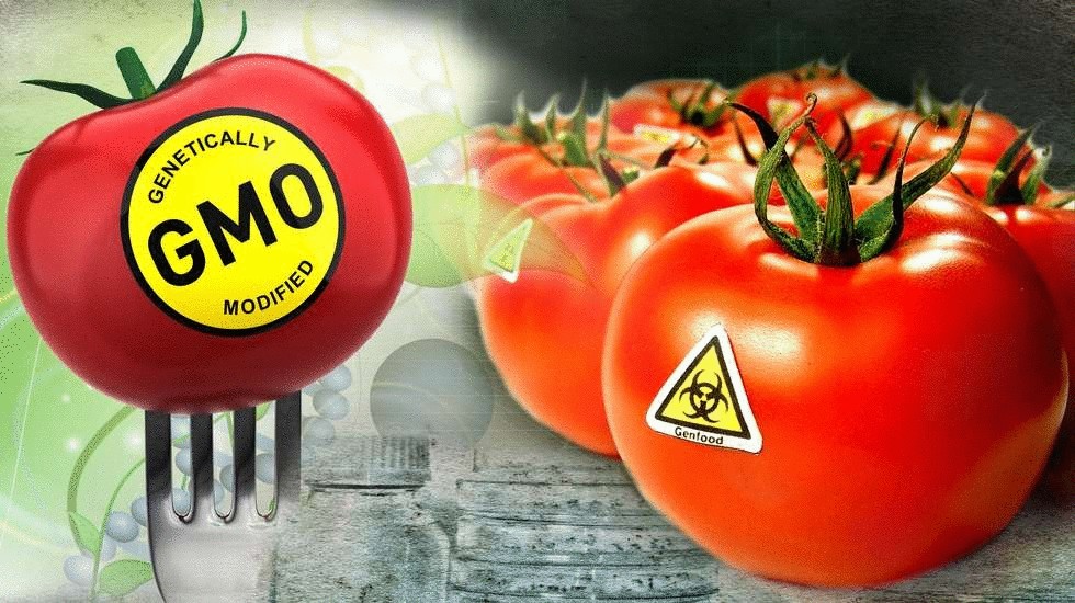 Признаки ГМО в продуктах на Вашем столе