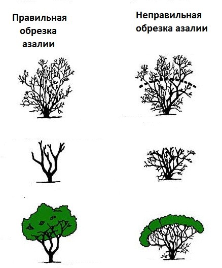 Комнатная азалия – уход в домашних условиях