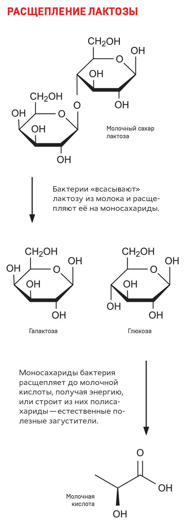 Правильно скисшее молоко - ПРОСТОКВАША, ТВОРОГ И КИШЕЧНИК