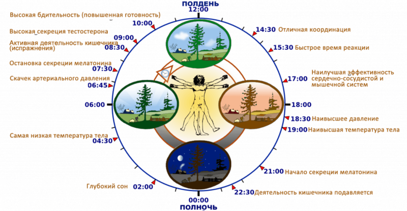 Часы работы Вашего организма: что важно знать