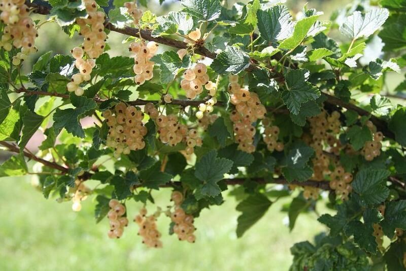 Черная, белая и красная смородина: болезни и лечение