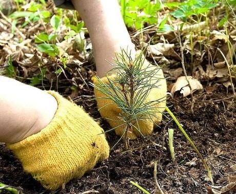 Какие работы на участке, в плодовом саду, огороде и цветниках проводить осенью