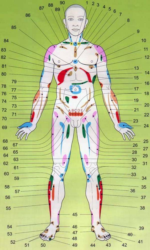 Проекционные зоны внутренних органов на теле человека по Огулову - узнайте себя лучше!