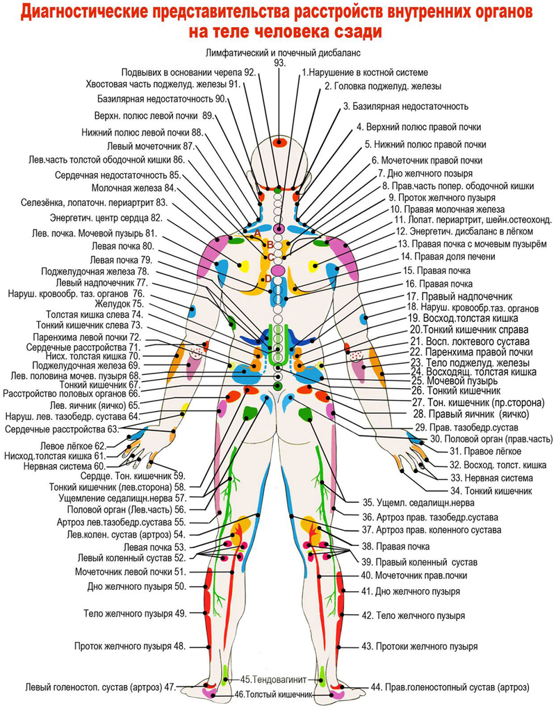 Проекционные зоны внутренних органов на теле человека по Огулову - узнайте себя лучше!