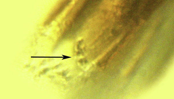 В блохе из куска янтаря возрастом 20 млн лет нашли чумную палочку