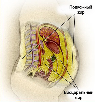 Стратегия борьбы с упрямым животом