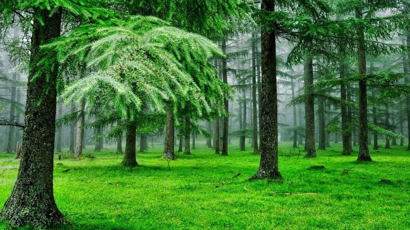 Кустарники и деревья, которые обеззараживают воду