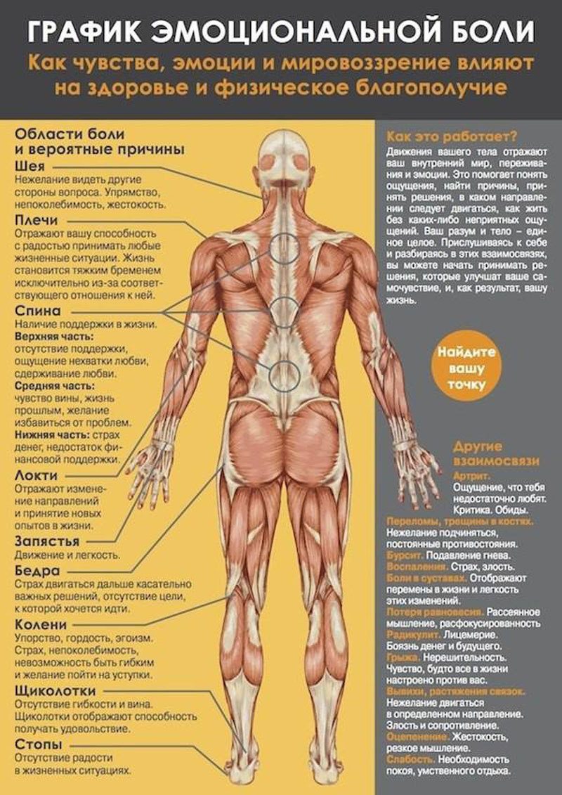 Семь сегментов мышечного панциря. График эмоциональной боли