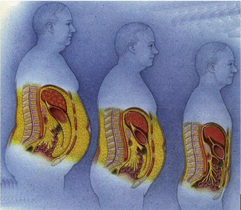Почему растет живот?