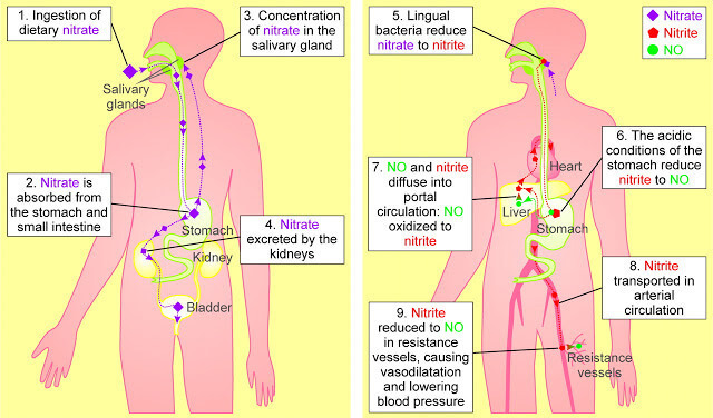 Удивительные превращения нитратов в организме