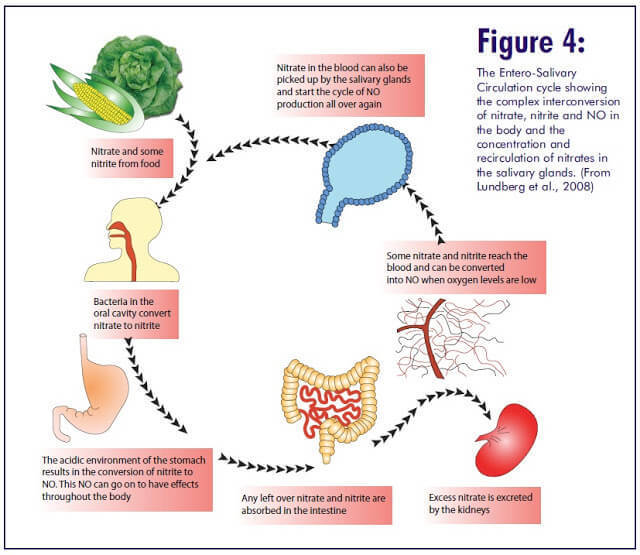 Удивительные превращения нитратов в организме