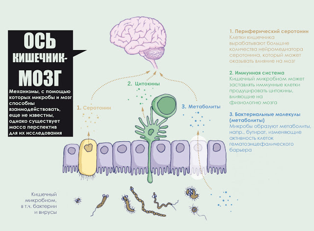 Невидимая ось:  Как наш кишечник разговаривает с нашим мозгом 