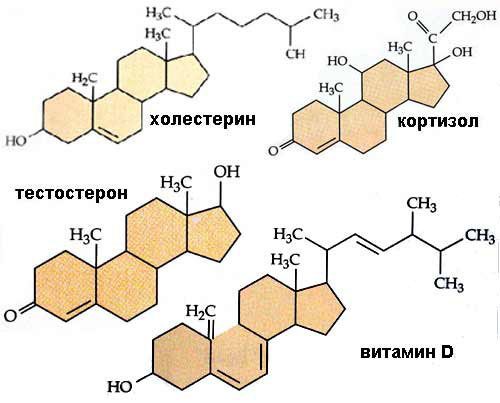 Миф о холестерине — крупнейший  обман ХХ века