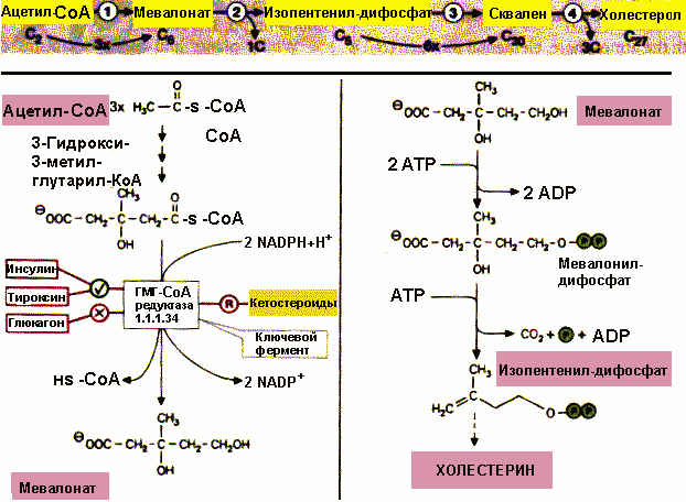 Миф о холестерине — крупнейший  обман ХХ века