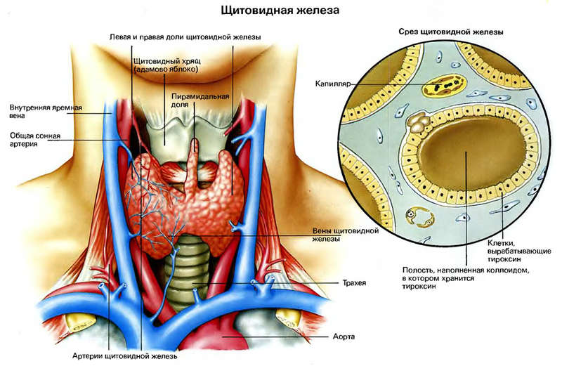 Какие гормоны действуют на женский организм