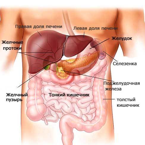 Какие гормоны действуют на женский организм