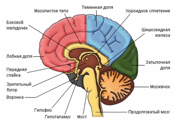 Какие гормоны действуют на женский организм