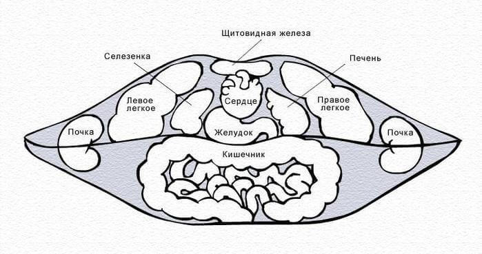  Диагностика по губам: о чем могут рассказать Ваши губы