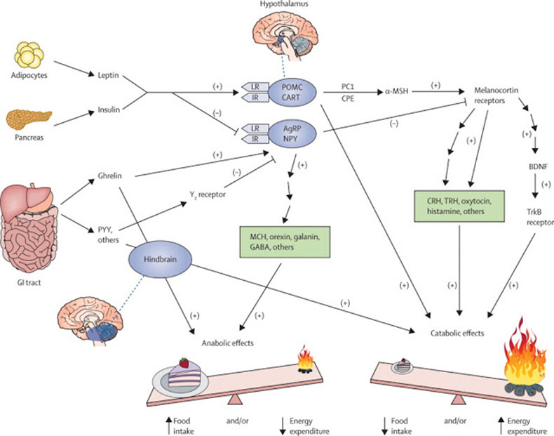 Гормон проопиомеланокортин: как связаны с собой стресс, радость и жиросжигание