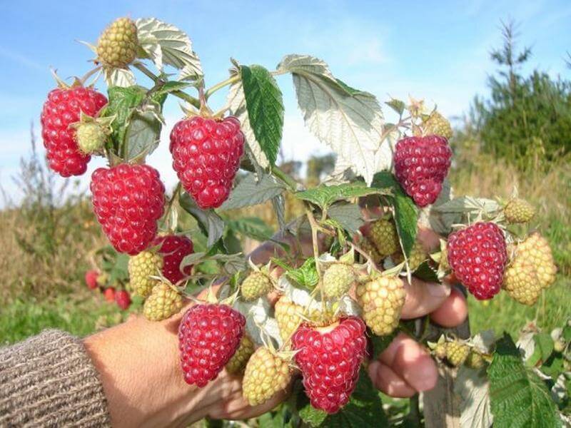 Как получить небывалый урожай малины