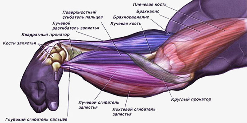 Упражнения на укрепление кистей