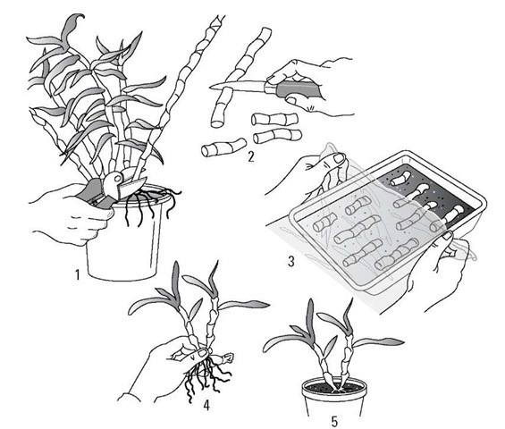 Секреты размножения орхидеи: как одно растение превратить в 100!