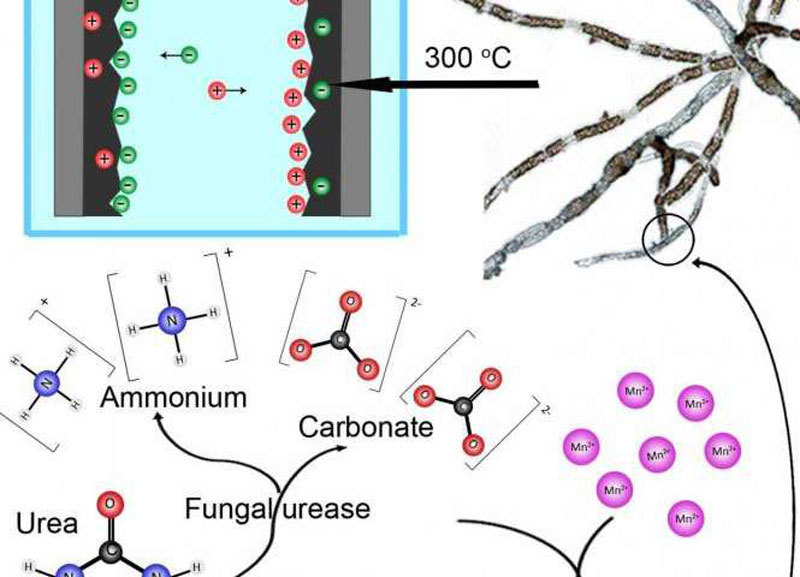  Новые биотехнологические батарейки из хлебной плесени