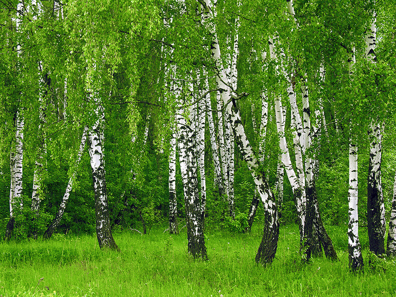 Пчелиный клей и почему плачут деревья